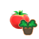 Large tomato sprout