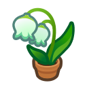 Lily-Of-The-Valley Plant