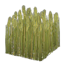 Wheat field|Green