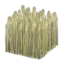 Wheat field|Pale green