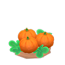 lg. orange-pumpkin sprout