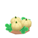 lg. white-pumpkin sprout