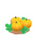 lg. yellow-pumpkin sprout