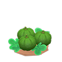 s. green-pumpkin sprout