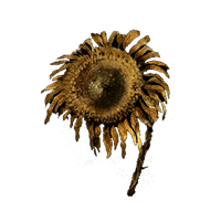 Tarnished Golden Sunflower *999