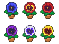 All Pansy Plant