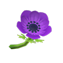 Purple Windflowers